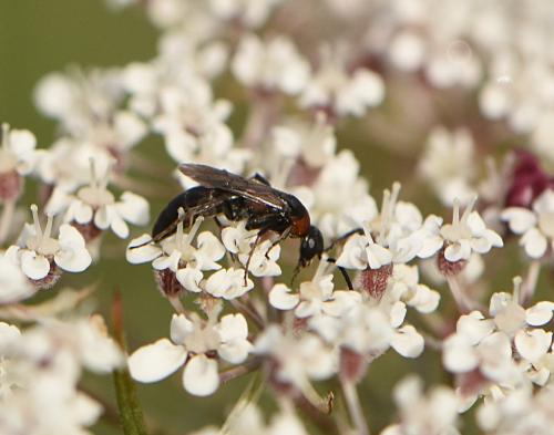 Homonotus sanguinolentus
